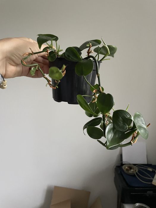 Filodendron scandens
