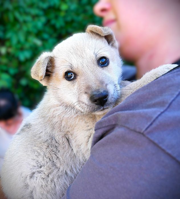 Цуценя в добрі руки