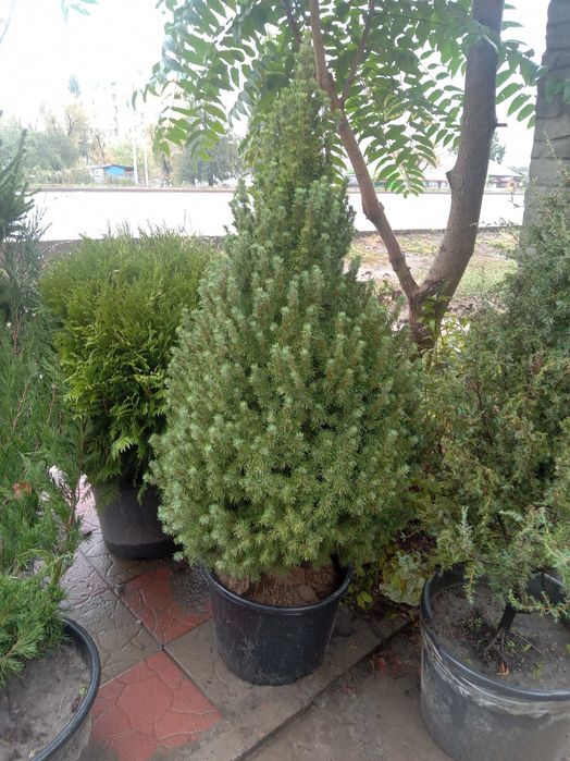 Велика Канадська ялинка 180 см. Коніка. Дешева ціна. Знижки