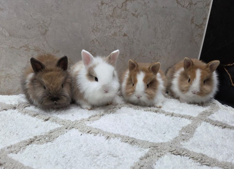 Króliczki Karzełki