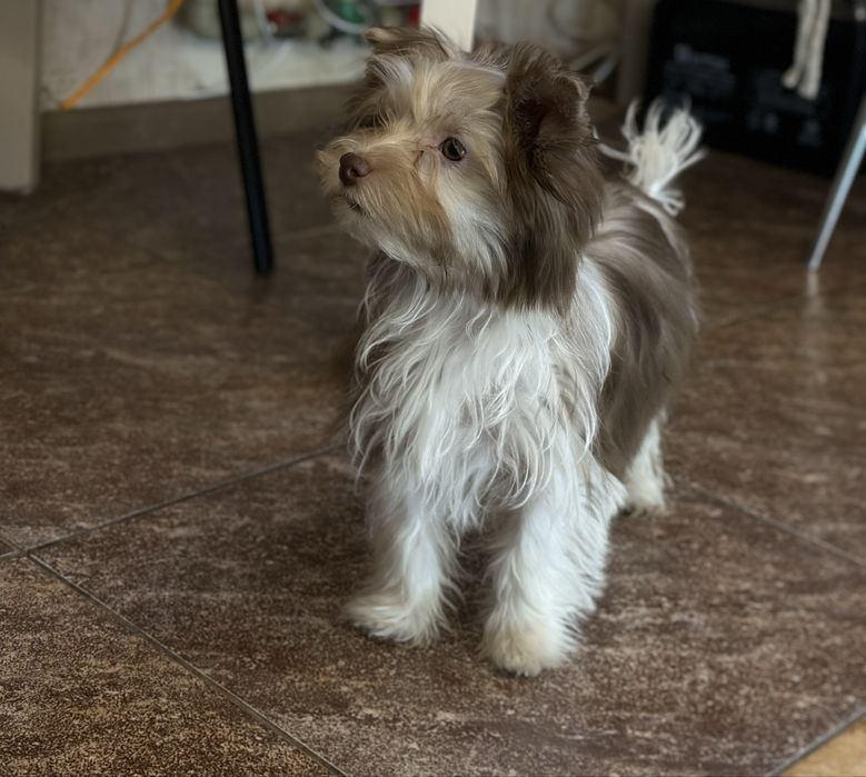 Бівер йоркширський терʼєр