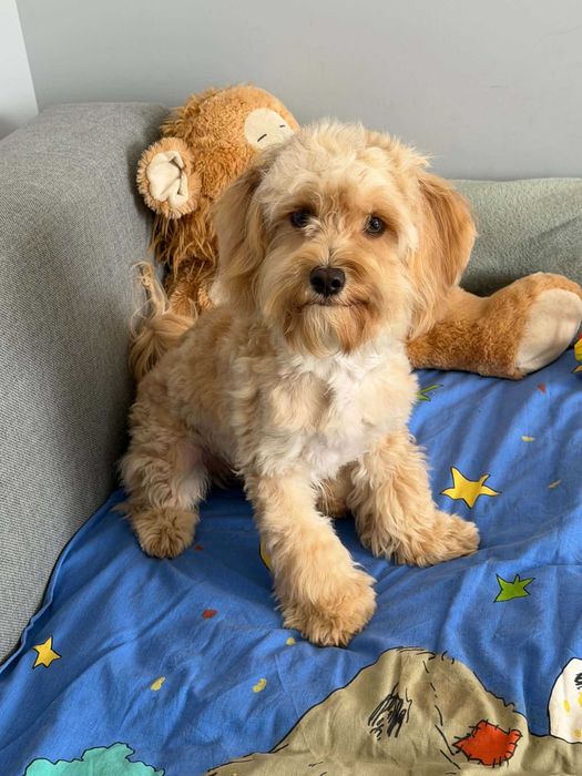 Maltipoo F1 -PIESEK