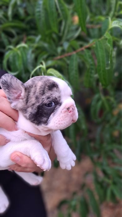 Bulldog francês macho
