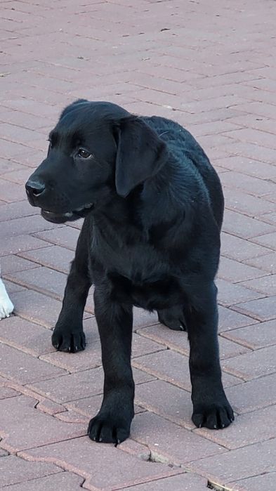 Labrador Retriever piesek