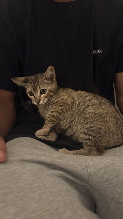 Doaçao de gato encontrado na rua