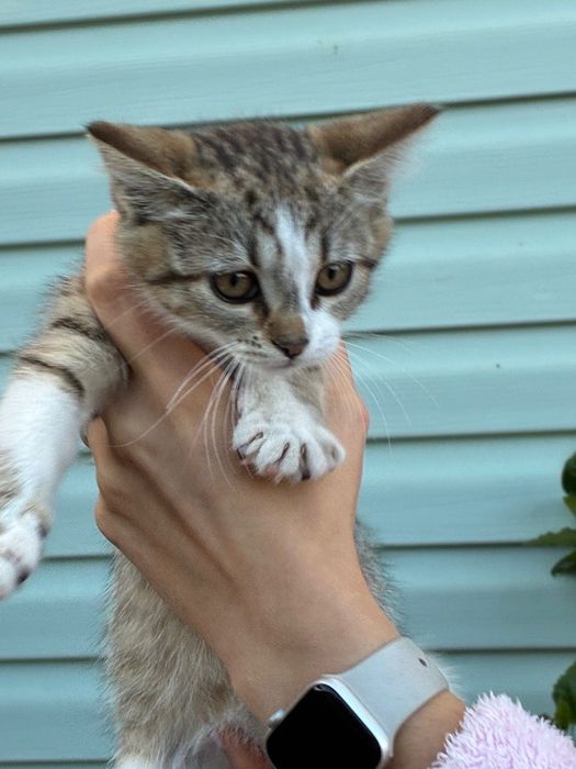 Котики безкоштовно ( Жашків)