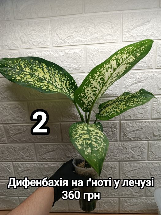 Диффенбахии на фитиле