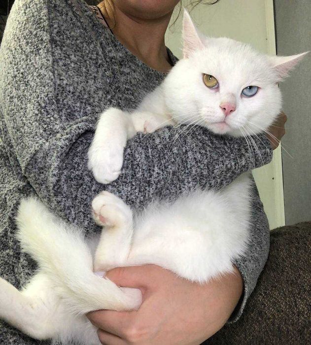 Уникальный,белоснежный котик с глазами разного цвета. Патриот, 1 годик