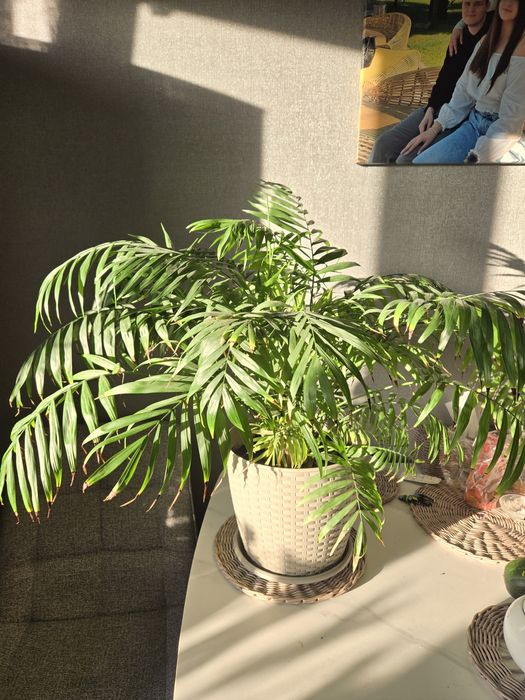 Пальма Хамедорея