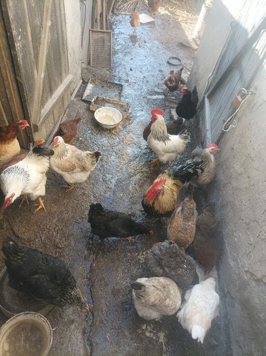 Крупные куры-несушки