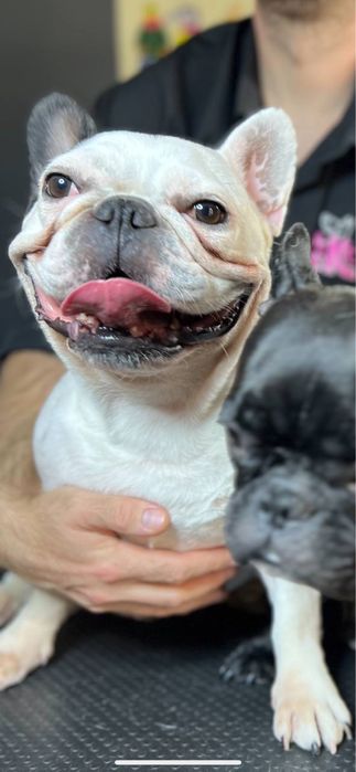 Максимально ефективна Експрес-линька для великих собак | Київ,Лівобере