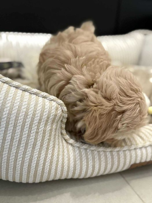 Maltipoo F1 Chłopczyk xxs Bardzo Malutki