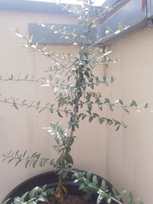 Oliveira em vaso, planta com cerca de  1 metro de altura