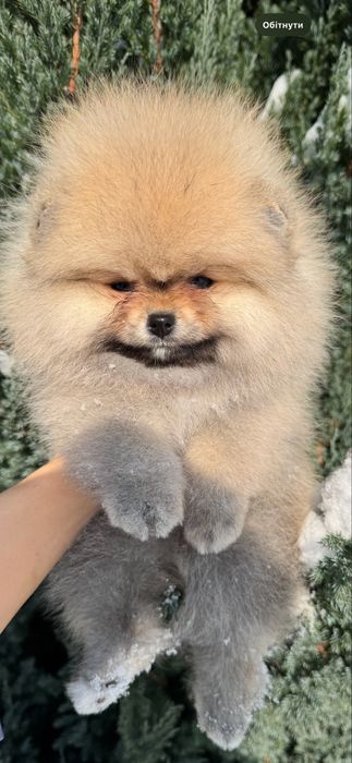 Померанський шпіц дівчинка 2,5 міс