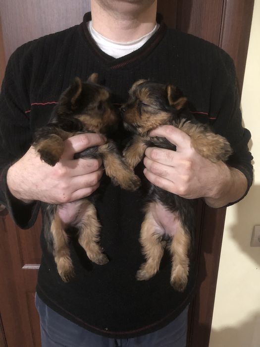 Цуценята , щенки йоркширский терʼєр