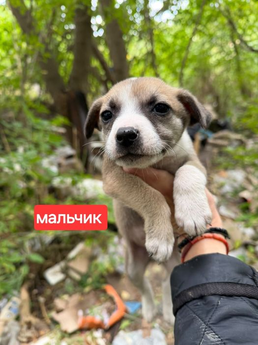 Срочно  ищем семьи для малышей