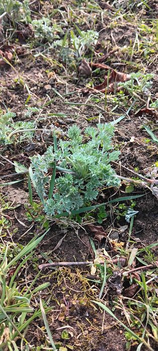 Sadzonki bylicy piołun 10 sztuk Eko(młode, rozwinięte) CZYSTA NATURA