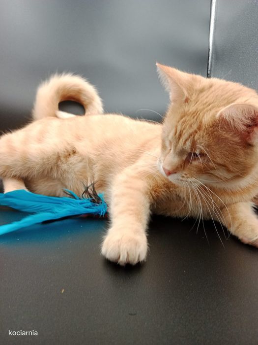 Klakier, kotek bez oczek...