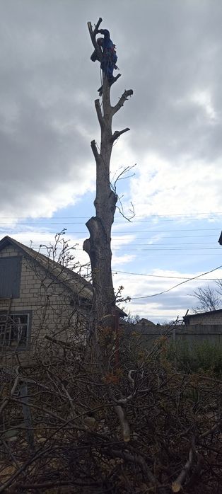 Спиляти дерево, Спилить дерево, Обрізка дерев, Розчистка території,