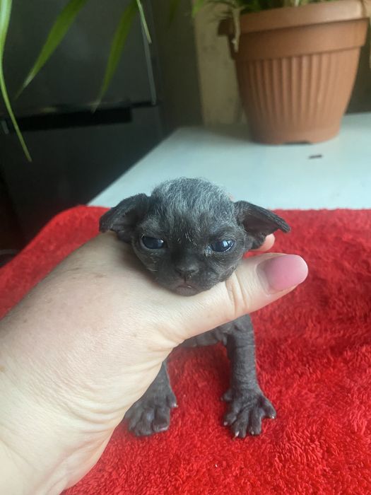 Дівчинка 1 місяць