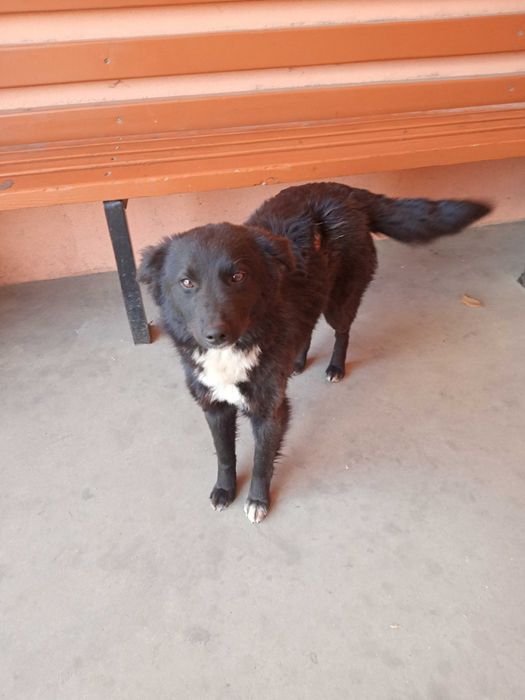 Собачки віддаються в добрі руки