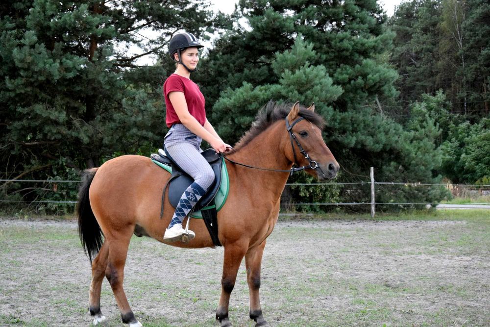 Koń mały , kuc wałach, 3 lata