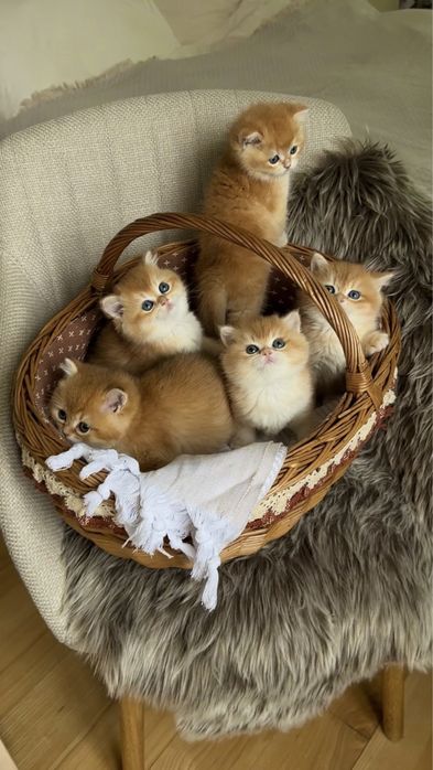 Британська золота шиншила кошеня хлопчик дівчинка