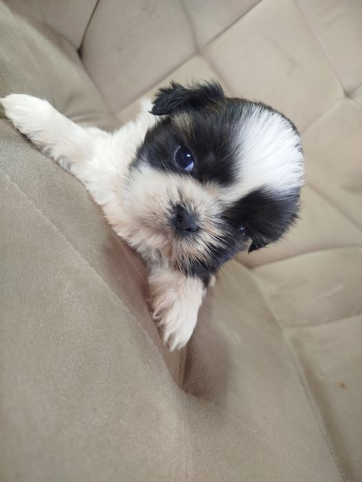 Shih tzu szczeniak