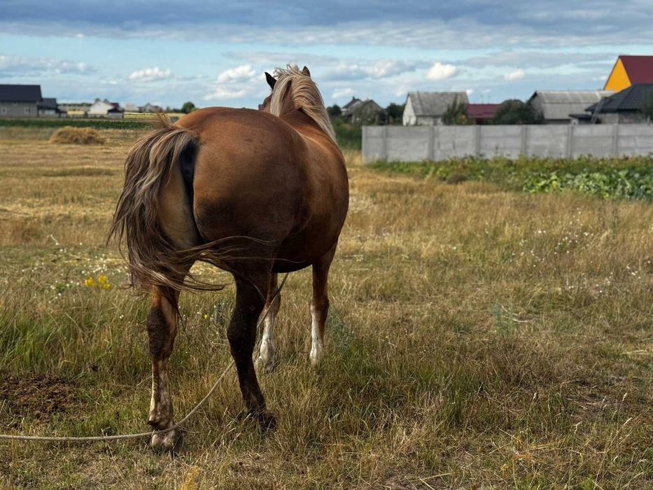 Продам робочого коня