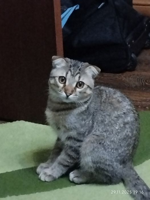 Котик веслоухий красивый