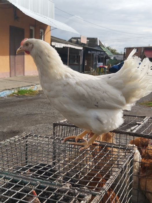 Курочки яєчного кросу Ломан Сенді