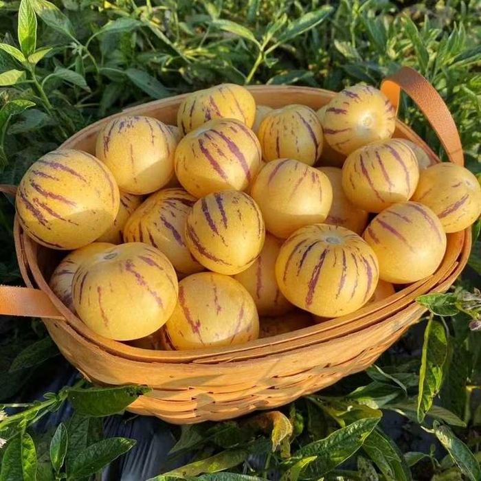 Насіння соковитого пепіно сорту "Женьшень", 20 штук