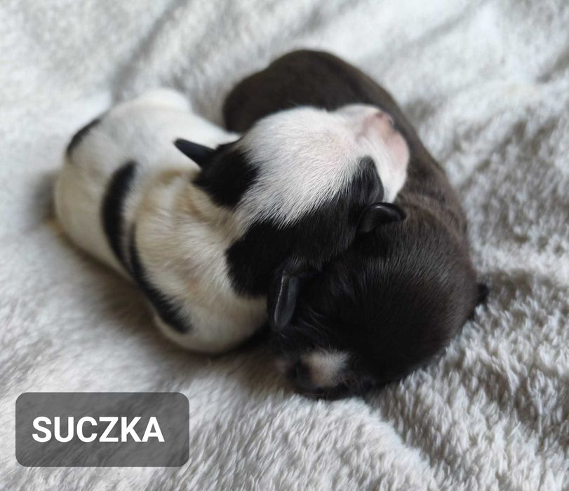 Staffordshire bull Terrier -Staffik- SUCZKA