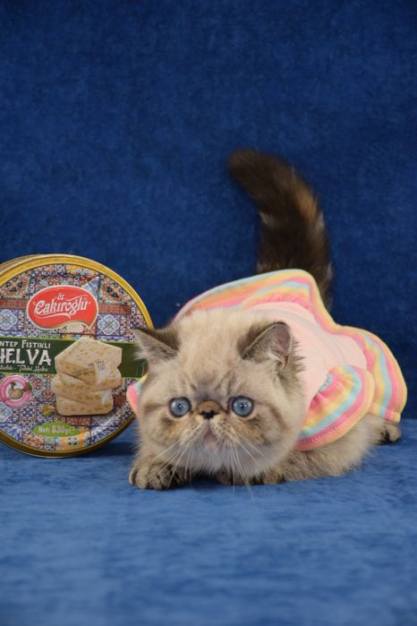 Кошеня з блакитними очима