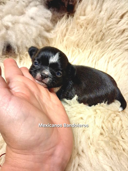 NAJPIĘKNIEJSZY MINI KRÓLEWICZ chihuahua. Krótkowłoy chłopczyk !