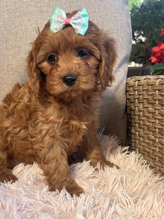 Cudowna suczka cavapoo do odbioru