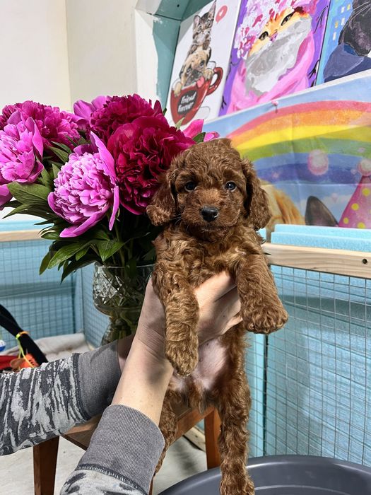 Чудовий хлопчик той пуделя