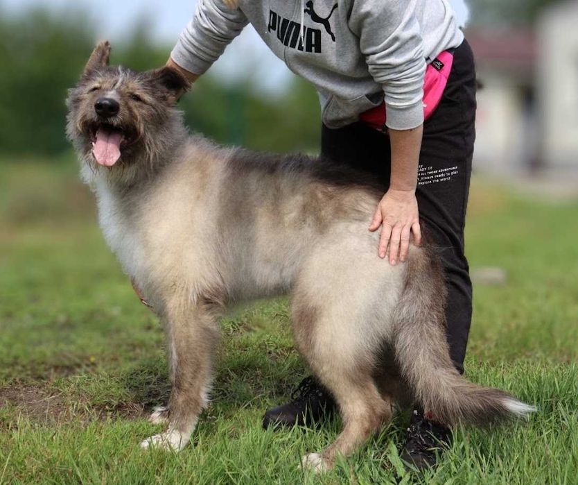 duży pies czeka na dom
