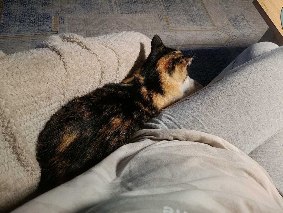 Szukasz jedynaczki? Wiki chce mieć Twoje serce tylko dla siebie!