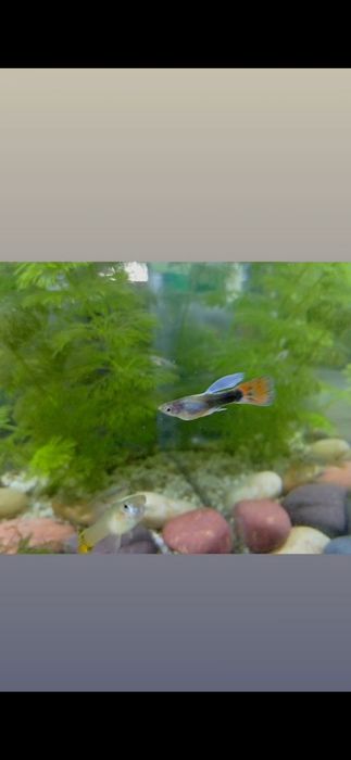 Troco ou vendo guppys