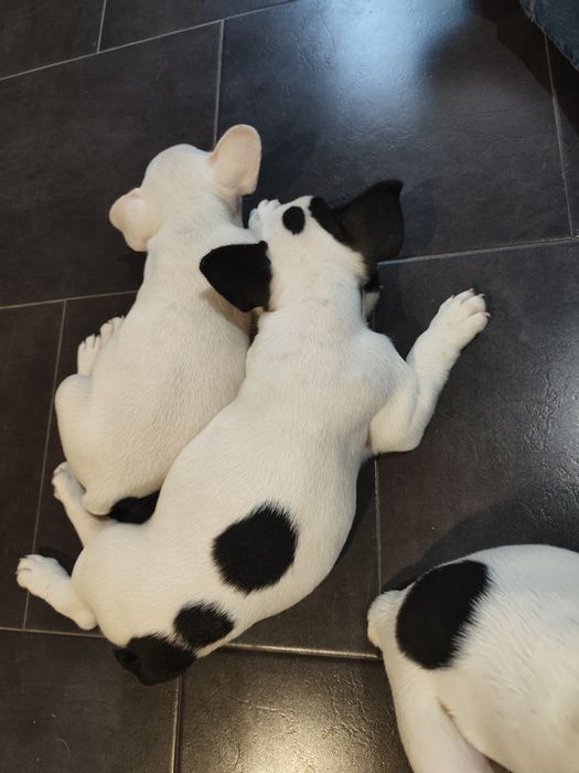 Buldogue Francês fêmea