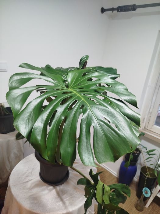 Monstera Deliciosa (Costela-de-Adão) Grande