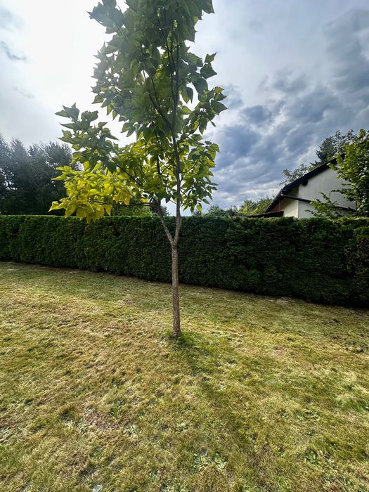 Działka ROD Hermes 400 m² + domek 25 m² | Balice | łazienka | parking - Widok 3