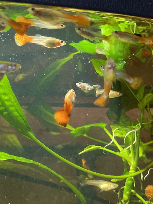 Gupik teczowy pawie oczko