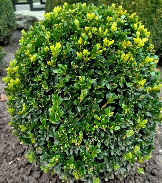 Самшит. Кущі самшиту