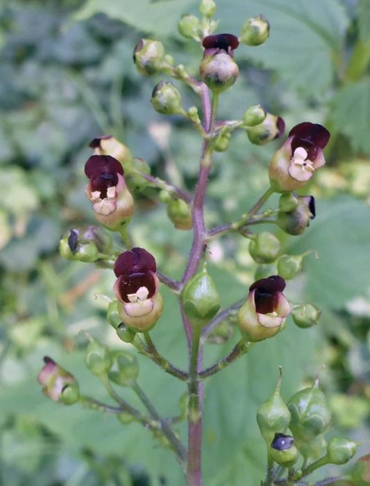 Trędownik bulwiasty– 15 korzeni (Scrophularia nodosa L.), świeży i dzielony