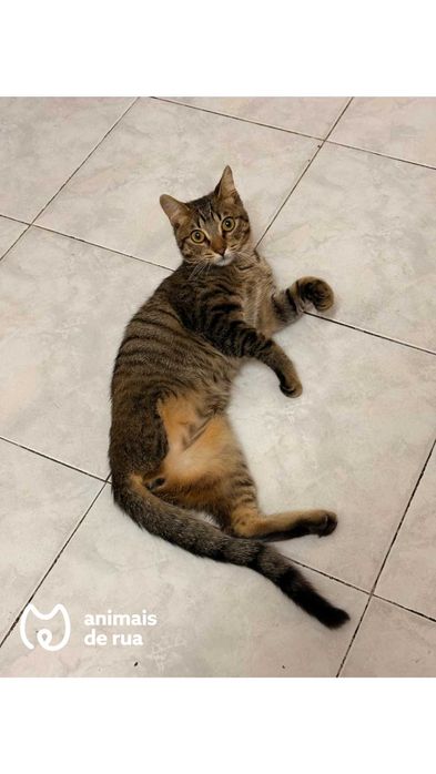 Salvador | Para Adoção