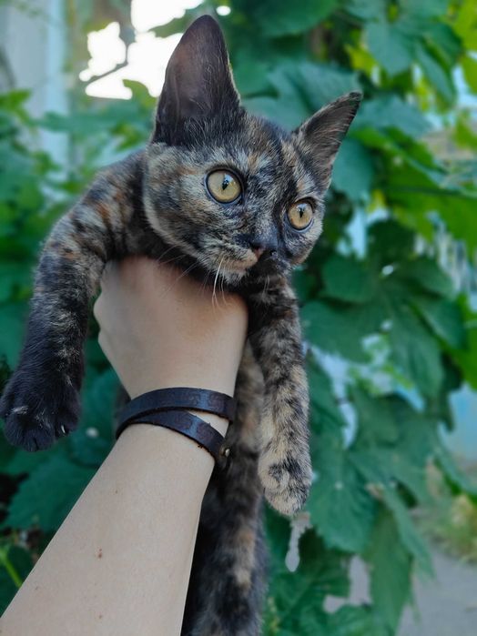 Шукають родини кошенята 3 місяці