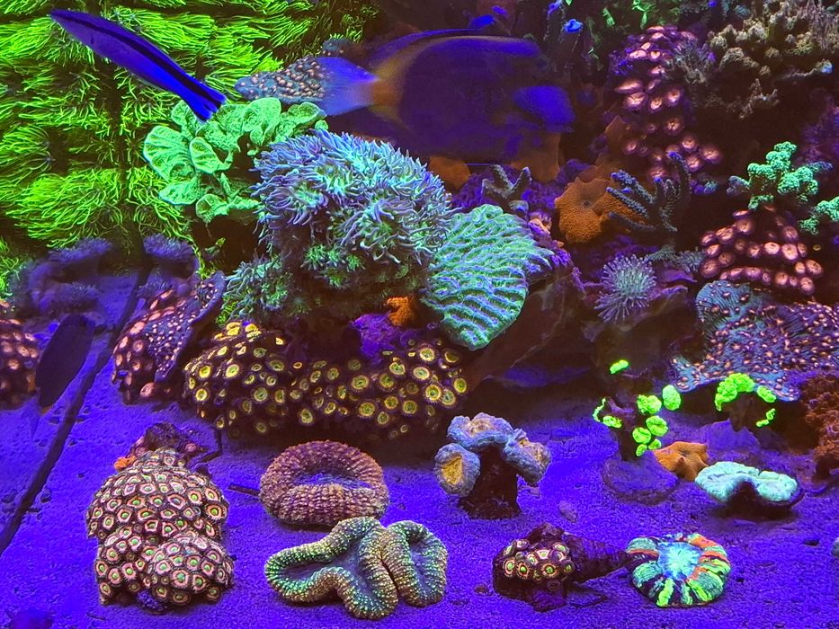 akwarystyka morska- Pavona sp Neon Green