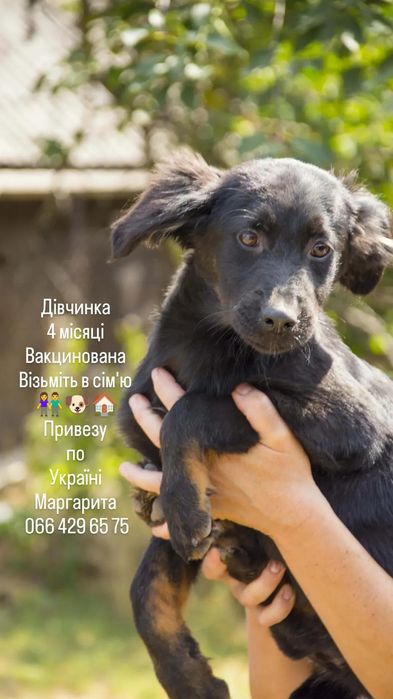 Цуценята в добрі сім'ї